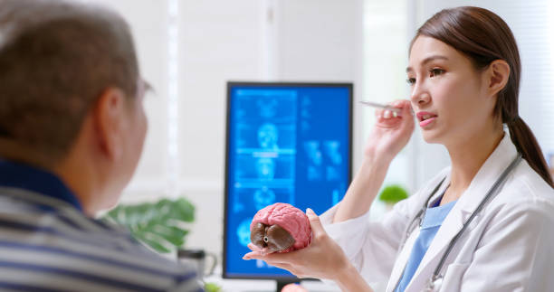 doctor explain brain model attractive young brunette ponytail female asian doctor wear white coat and stethoscope pen pointing explaining brain model to gray hair old sick at clinic - an xray film display on computer cerebellum stock pictures, royalty-free photos & images