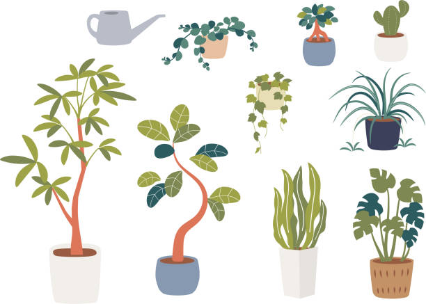 Illustration set of house plants Illustration set of house plants chlorophytum comosum stock illustrations