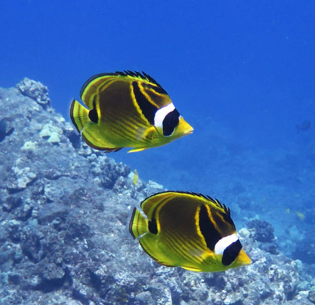 istock Hawaii underwater pictures 1421746992