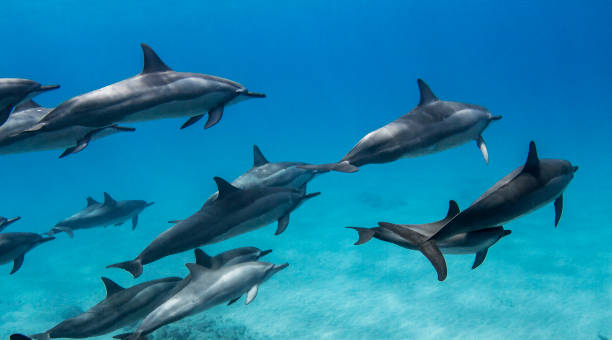 istock Hawaii underwater pictures 1421746995