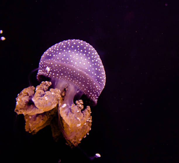 istock Hawaii underwater pictures 1421747086