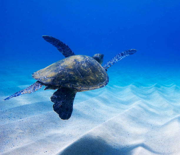 istock Hawaii underwater pictures 1421747104