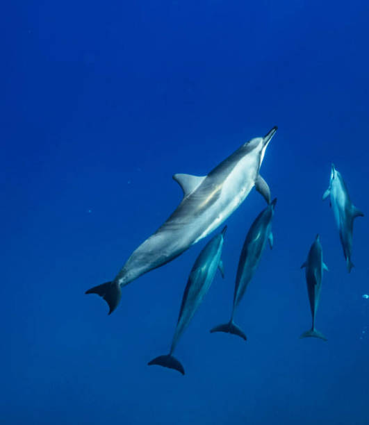 istock Hawaii underwater pictures 1421747116