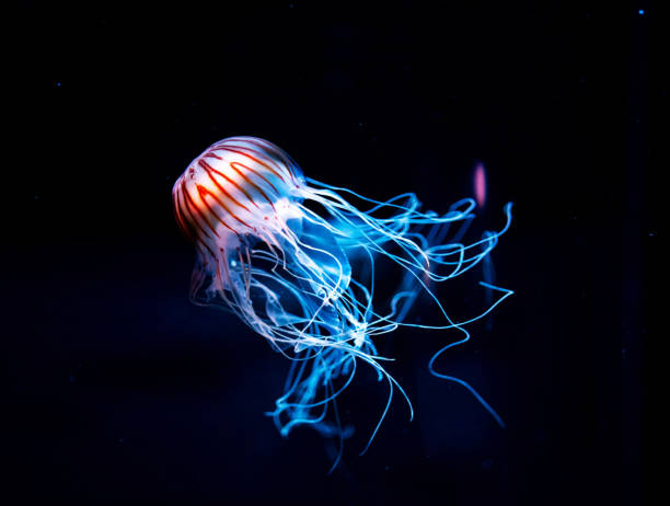 istock Hawaii underwater pictures 1421747138