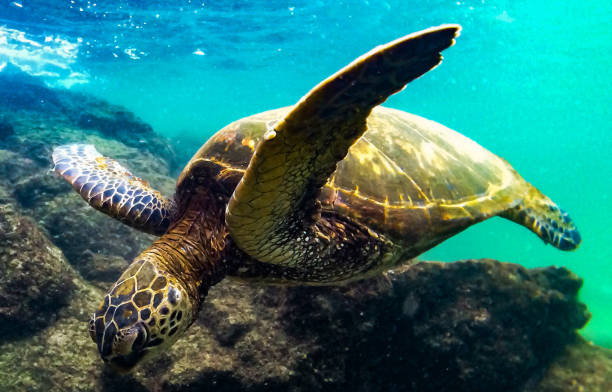 istock Hawaii underwater pictures 1421747202