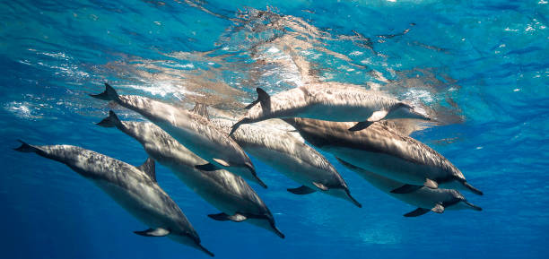 istock Hawaii underwater pictures 1421747226