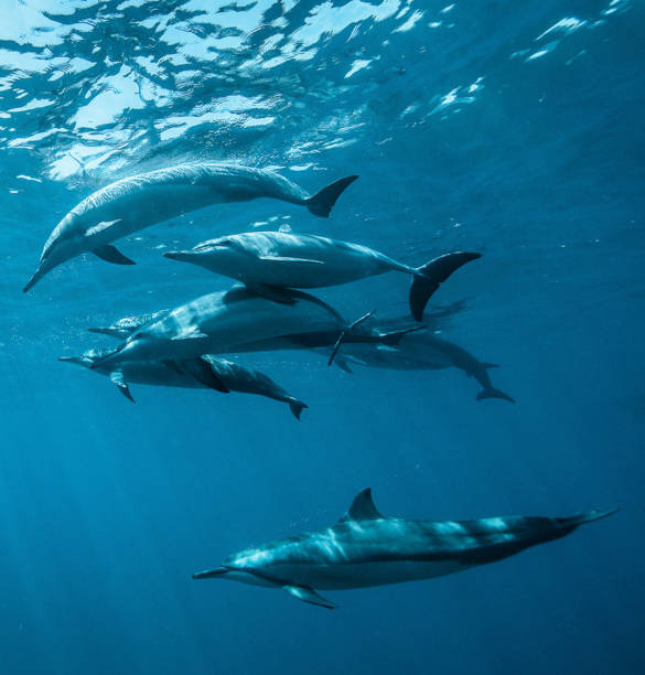 istock Hawaii underwater pictures 1421747228