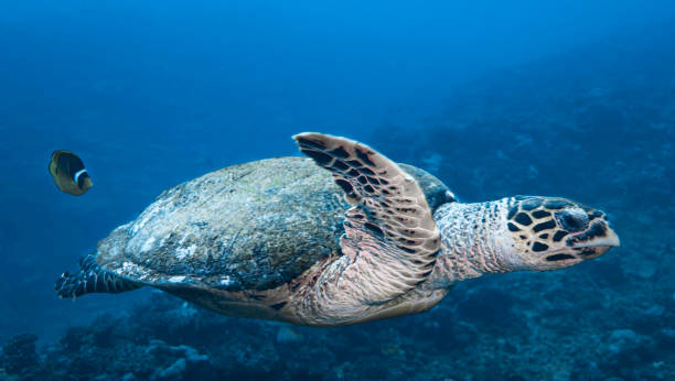 istock Hawaii underwater pictures 1421747229