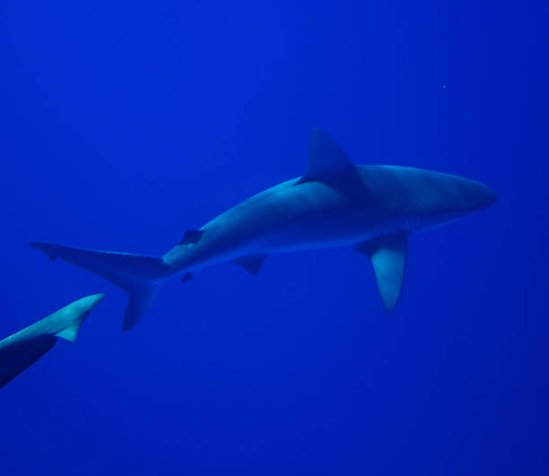 istock Hawaii underwater pictures 1421747584