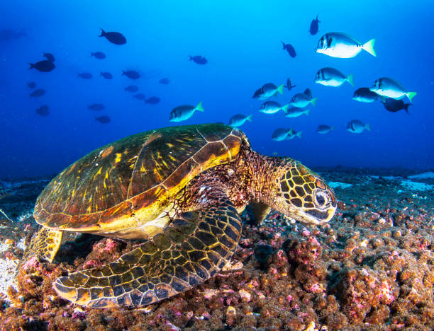istock Hawaii underwater pictures 1421747753