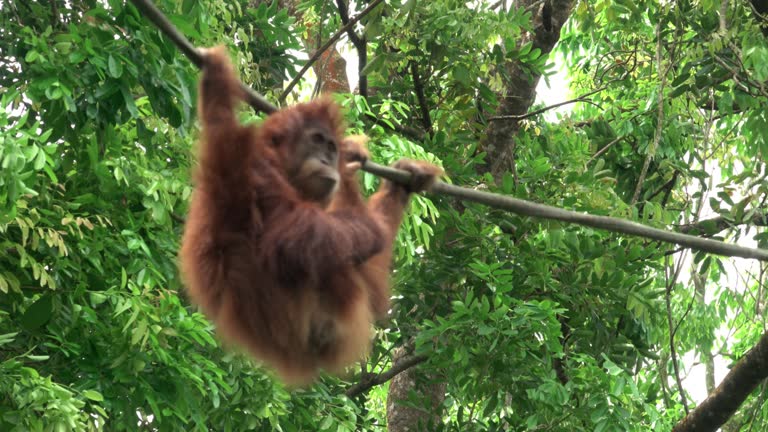 Orang-utan