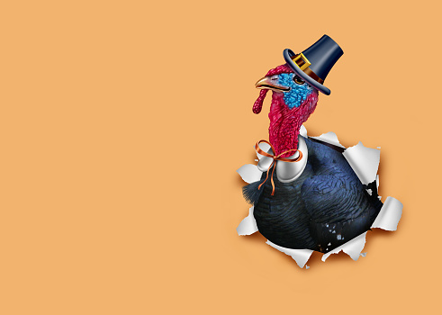 Thanks giving turkey background and Thanksgiving Autumn banner as a fall seasonal as a gobbler bursting out of a banner with 3D illustration elements.