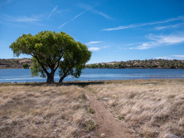 Pleasant Walking Path near a Blue Lake with a Single Tree on a Sunny Day