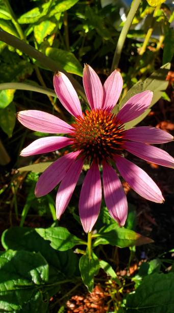 istock Mother's garden 1421757525
