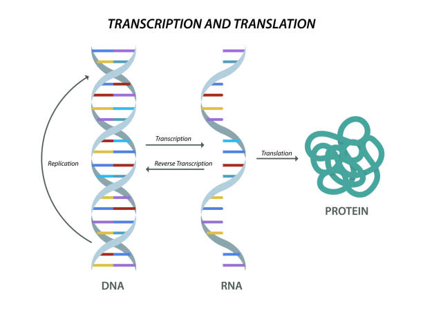 illustrations, cliparts, dessins animés et icônes de modèle biologique scientifique transcription et traduction de l’adn et de l’arn - human rna