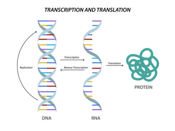 ilustrações, clipart, desenhos animados e ícones de modelo biológico científico dna e transcrição e tradução do modelo biológico científico - ácido ribonucleico