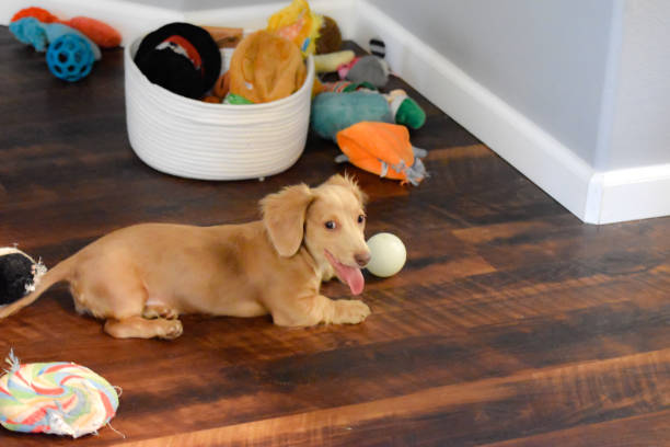 istock Dachshund Puppy with Ball 1421761632
