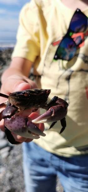 istock Child hand holding Purple shore crab 1421763235