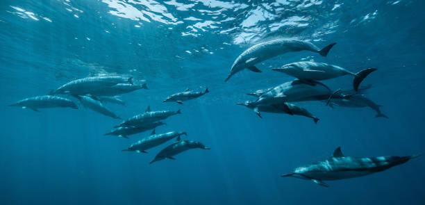 istock Beautiful  Maui,Hawaii underwater Pictures 1421766722