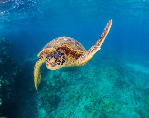 istock Beautiful  Maui,Hawaii underwater Pictures 1421766745