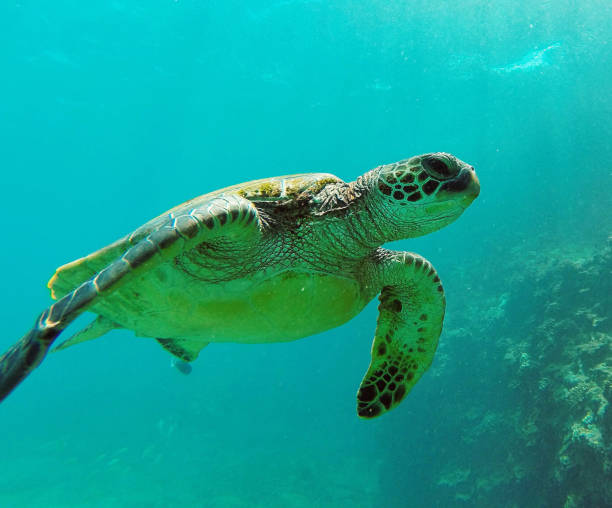 istock Beautiful  Maui,Hawaii underwater Pictures 1421766846