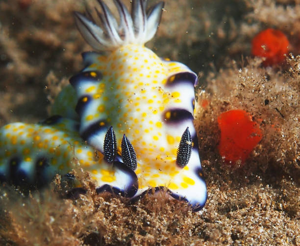 istock Beautiful  Maui,Hawaii underwater Pictures 1421766862