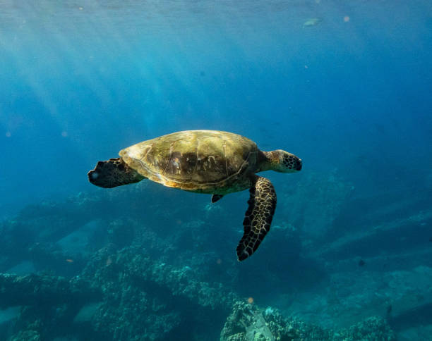 istock Beautiful  Maui,Hawaii underwater Pictures 1421766871