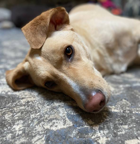 istock Yellow Labrador Retriever dog lying down headshot 1421767294