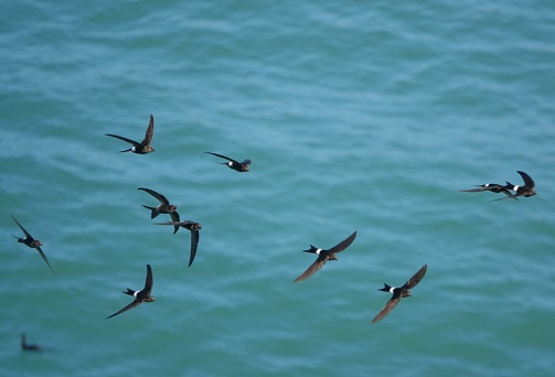 A flock of Pacific swifts flying over the sea