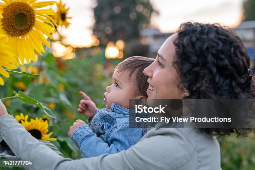 istock Toddler girl and her mom enjoying a sunflower patch together at sunset 1421771704