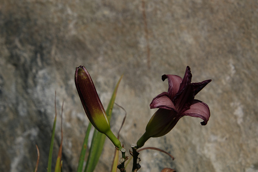 A red lily in bloom next to a flower head not quite in bloom in front of a light brown background
