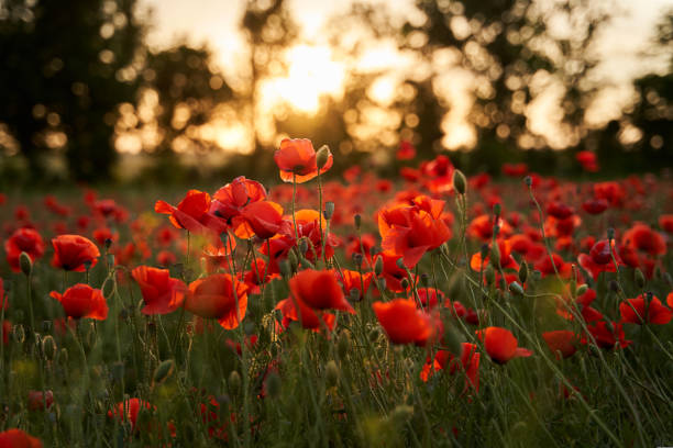 la caméra se déplace entre les fleurs de coquelicots rouges. coquelicot comme symbole commémoratif et commémoration des victimes de la guerre mondiale. survol d’un champ d’opium en fleurs au coucher du soleil. la caméra se déplace vers la droite. - poppy flower field red photos et images de collection