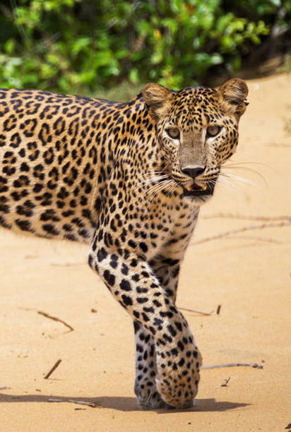 istock Creative Sri Lanka wildlife pictures 1421779363