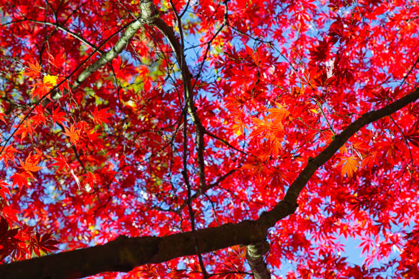 istock Autumnal Equinox 1421779364