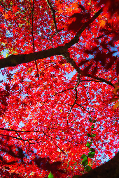 istock Autumnal Equinox 1421779377