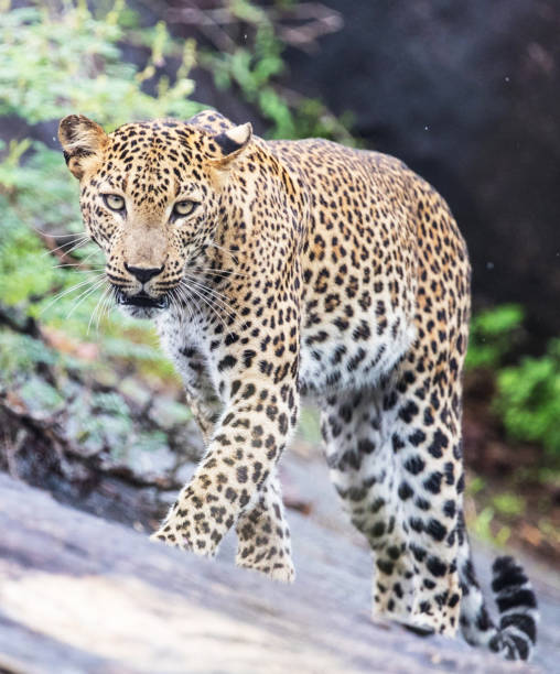 istock Creative Sri Lanka wildlife pictures 1421779388