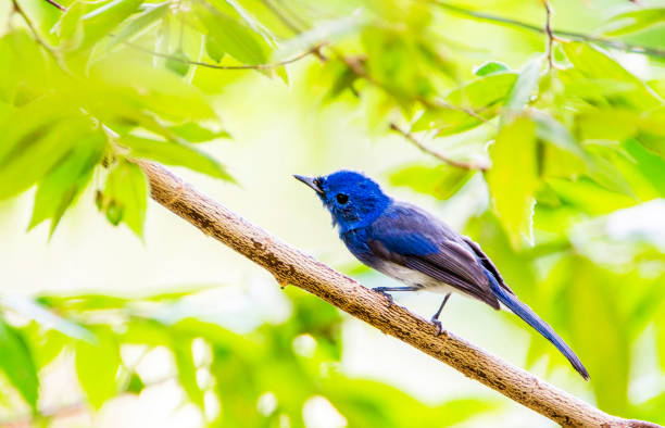 istock Creative Sri Lanka wildlife pictures 1421779405