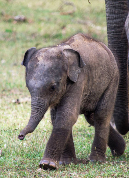 istock Creative Sri Lanka wildlife pictures 1421779415