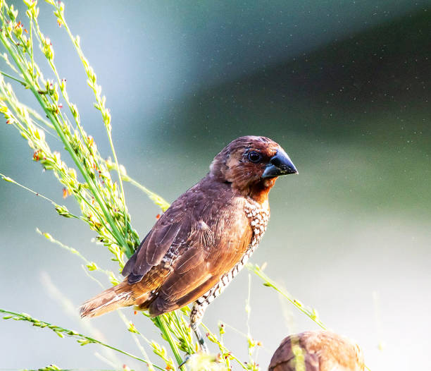 istock Creative Sri Lanka wildlife pictures 1421779479