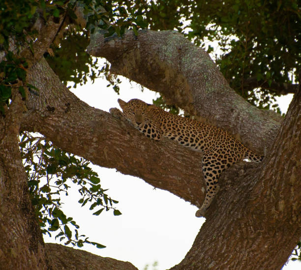 istock Creative Sri Lanka wildlife pictures 1421779497