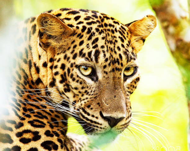 istock Creative Sri Lanka wildlife pictures 1421779498