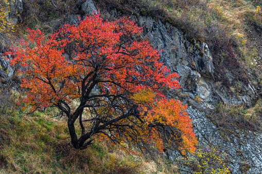 Wild apricot tree with autumn leaves in the mountains