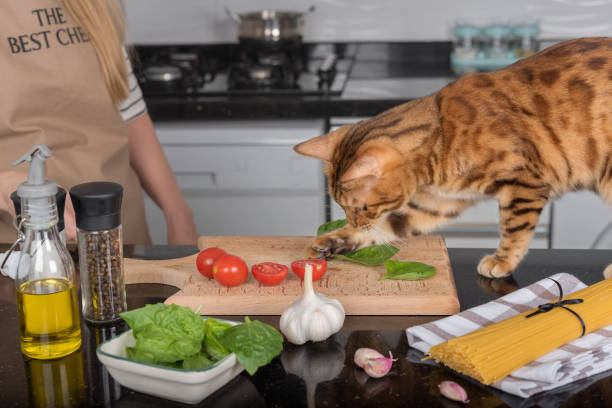 istock The cat plays with vegetables on the kitchen table. 1421790970