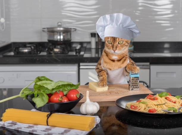 シェフの帽子とエプロンを着た猫がチーズをすりおろそうとしています。 - cheese making ストックフォトと画像