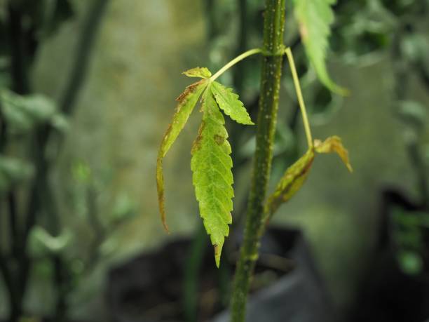 istock Cannabis leaves Damaged 1421796450