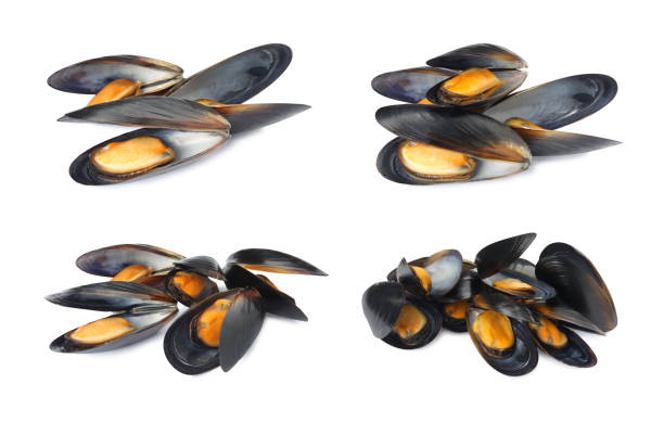 istock Set with tasty cooked mussels on white background 1421796539