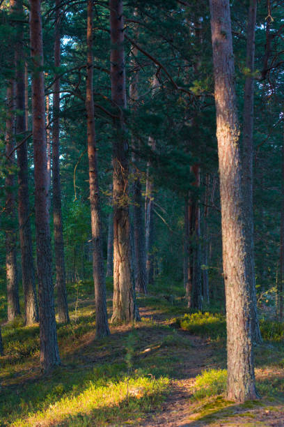 istock pine forest at dawn. Wildlife of Karelia 1421798417