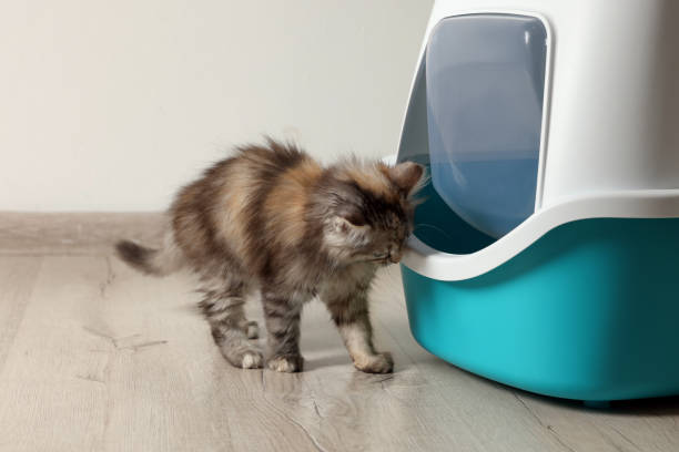 istock Cute curious kitten near closed litter box at home 1421800838