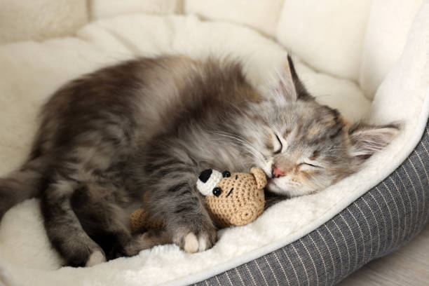 istock Cute fluffy kitten with toy sleeping on pet bed 1421801215