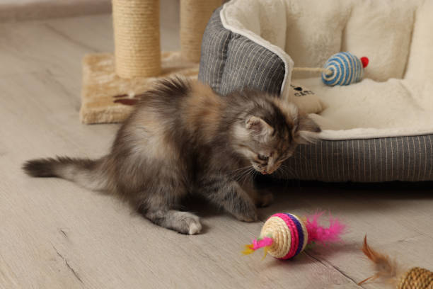 istock Cute fluffy kitten playing with toy at home 1421801313